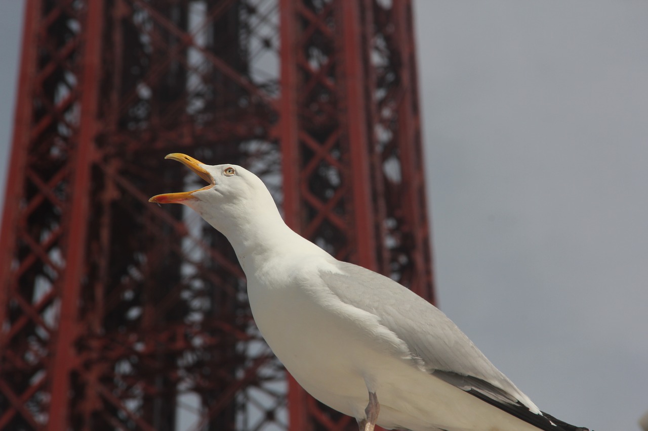 bird birdwatching blackpool free photo