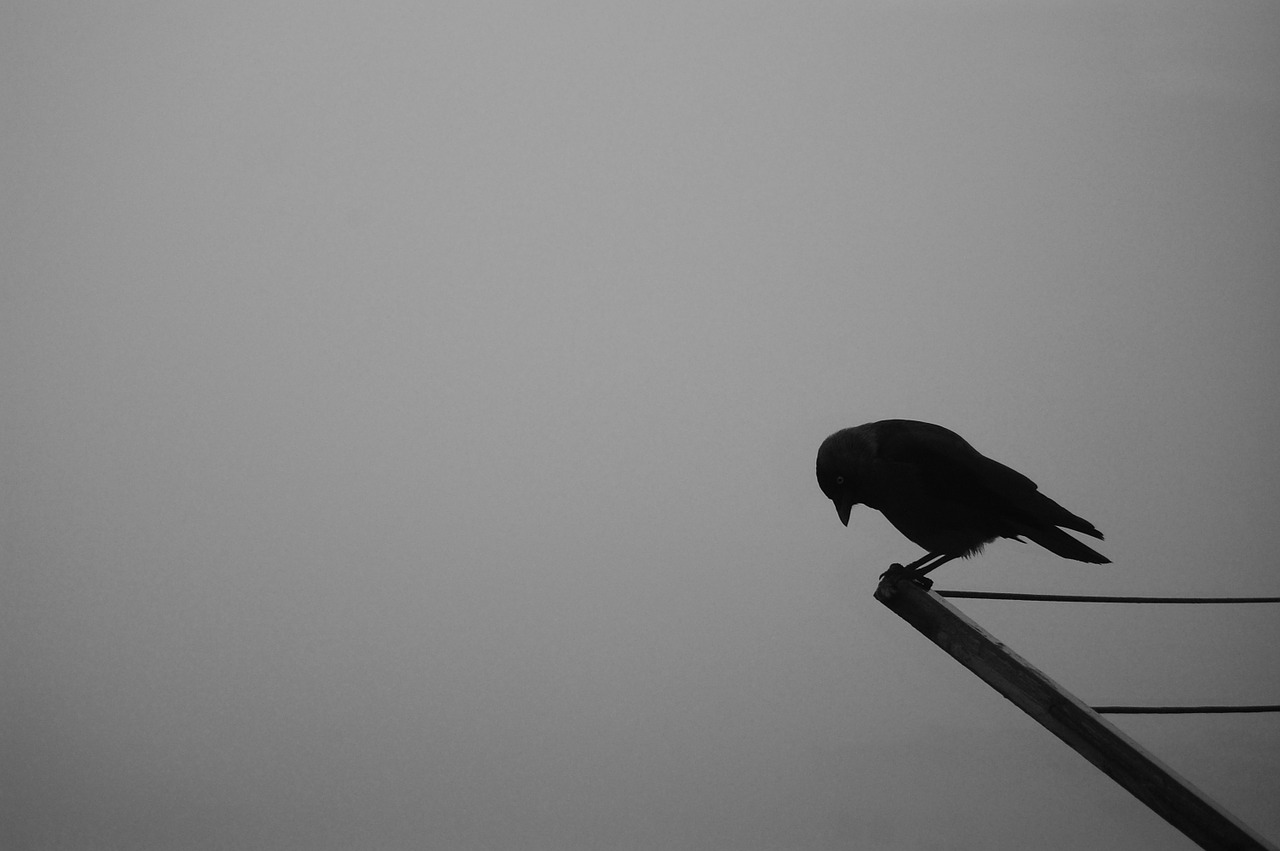 bird crow raven free photo