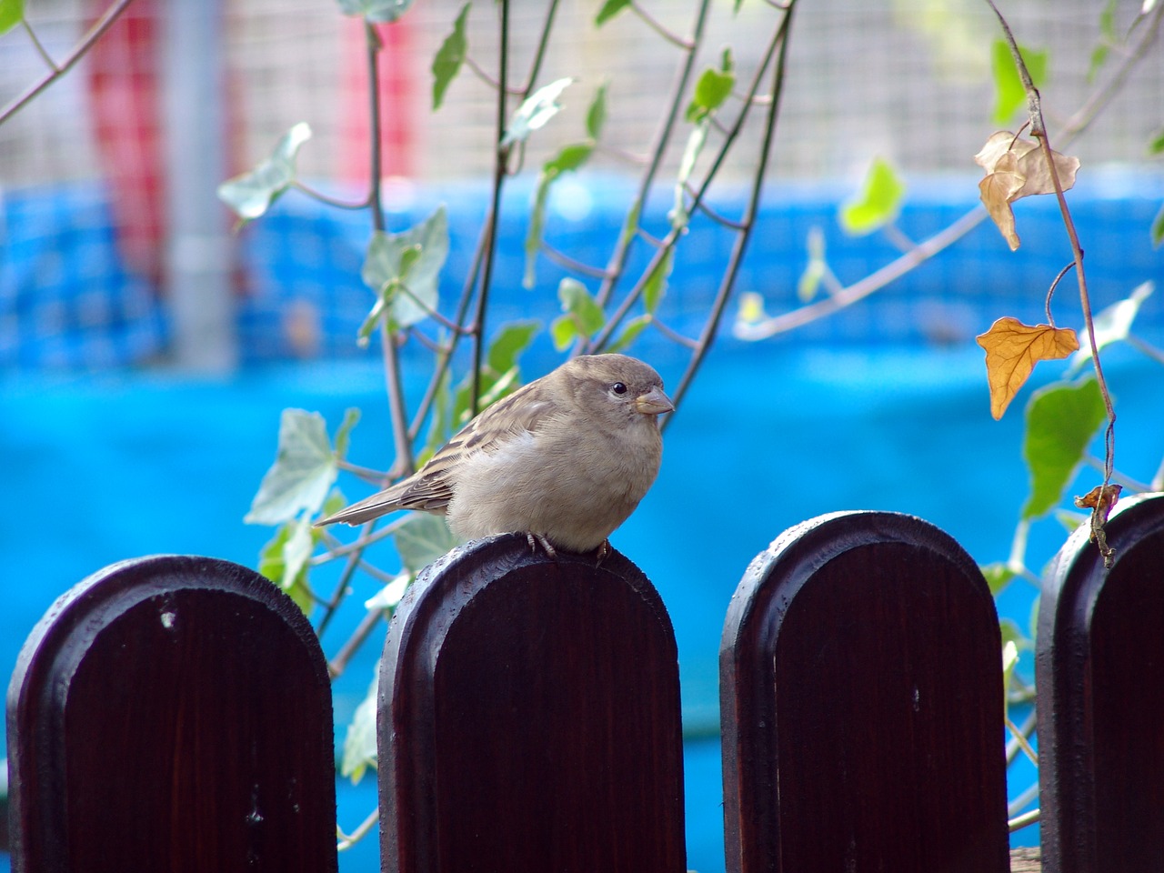 bird nature animal free photo