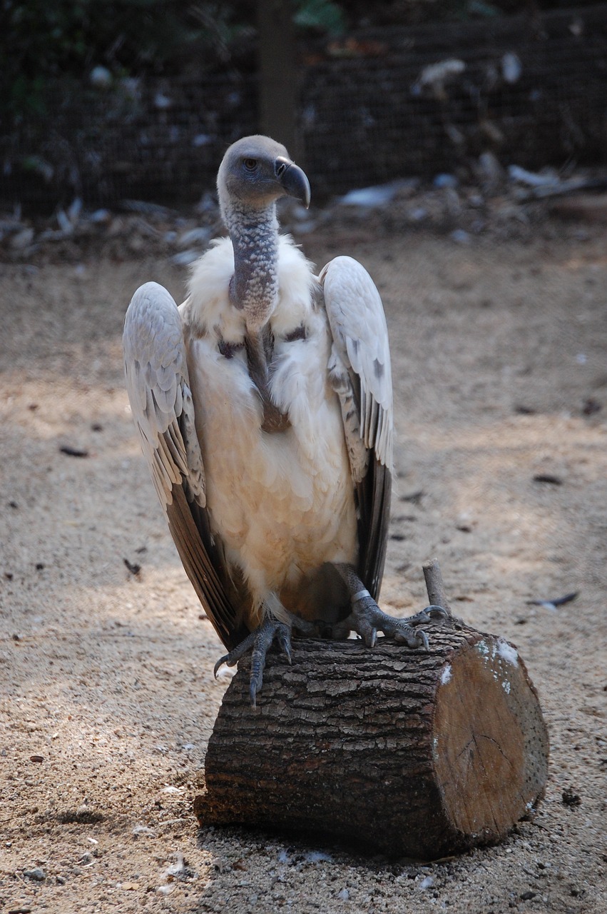 bird zoo vulture free photo