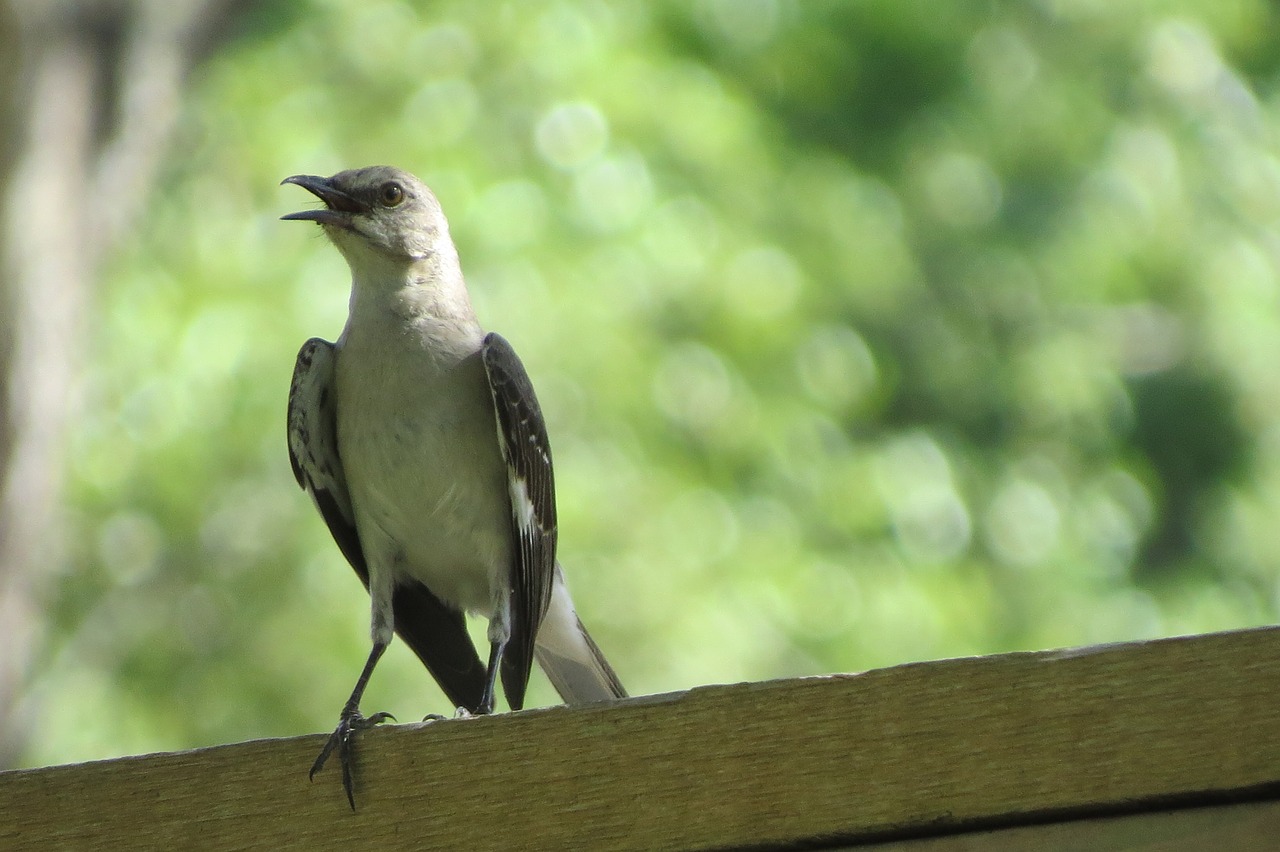 bird song bird mocking bird free photo