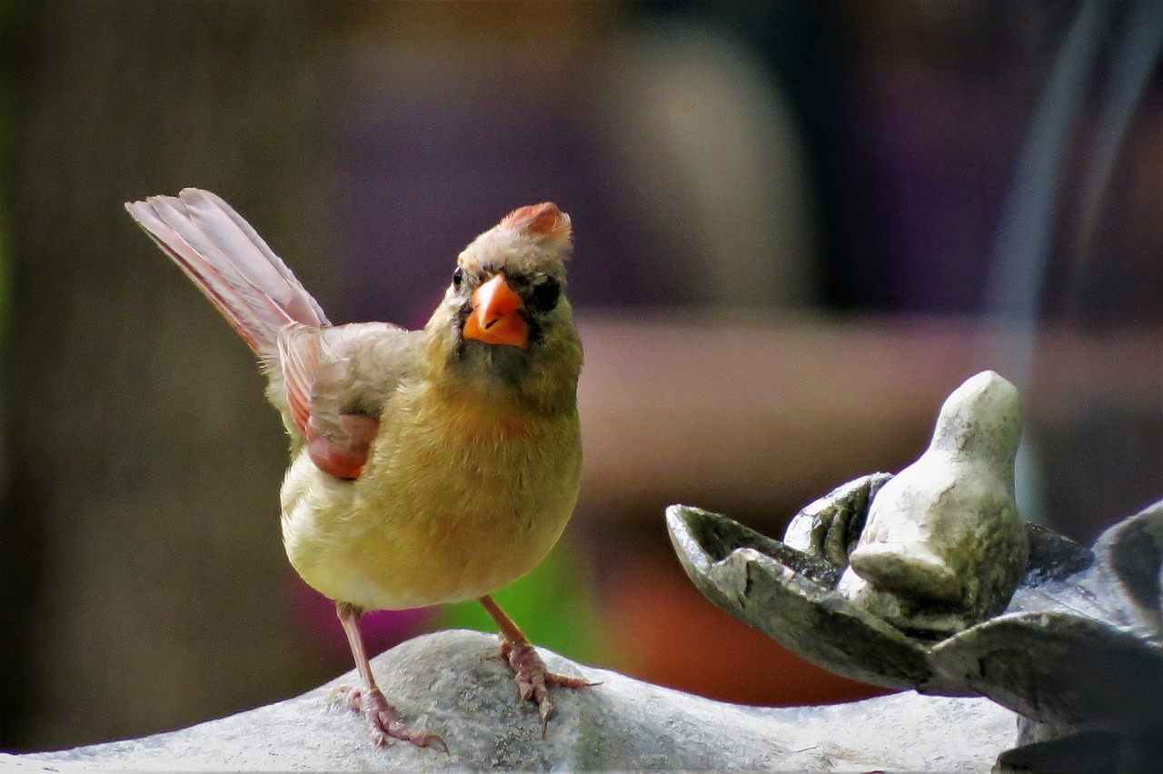 bird colorful wildlife free photo