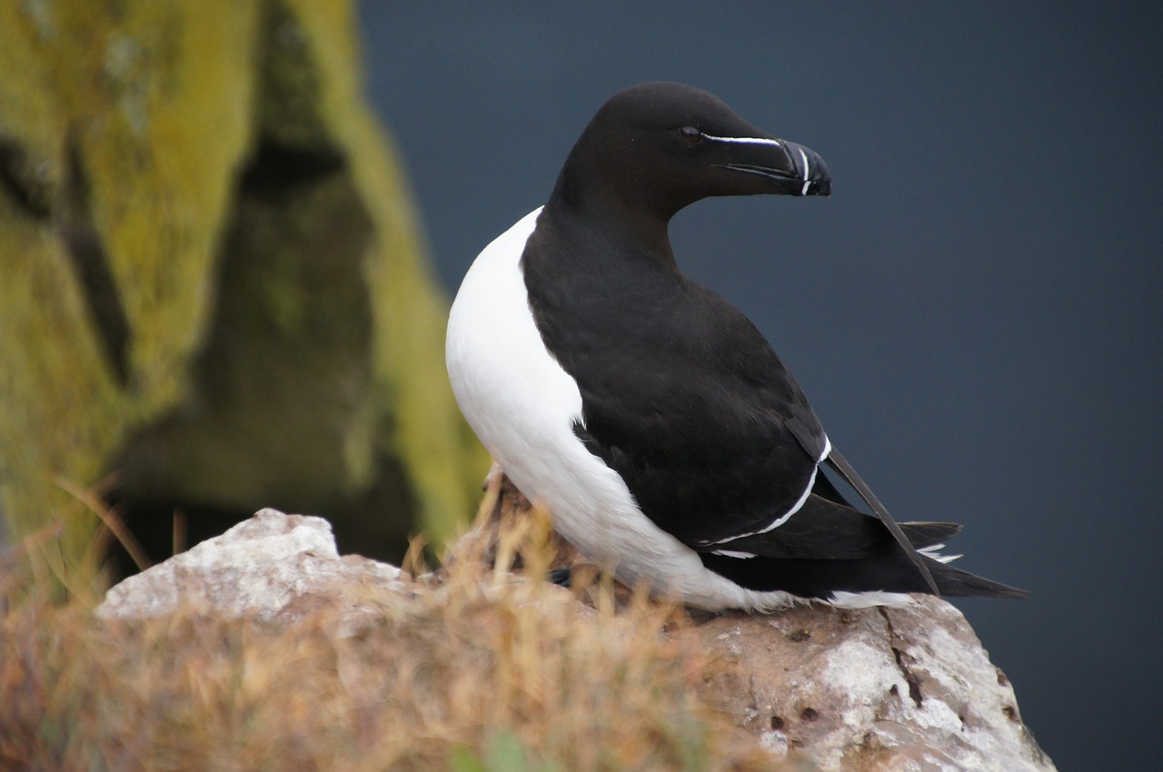 bird iceland cliff free photo