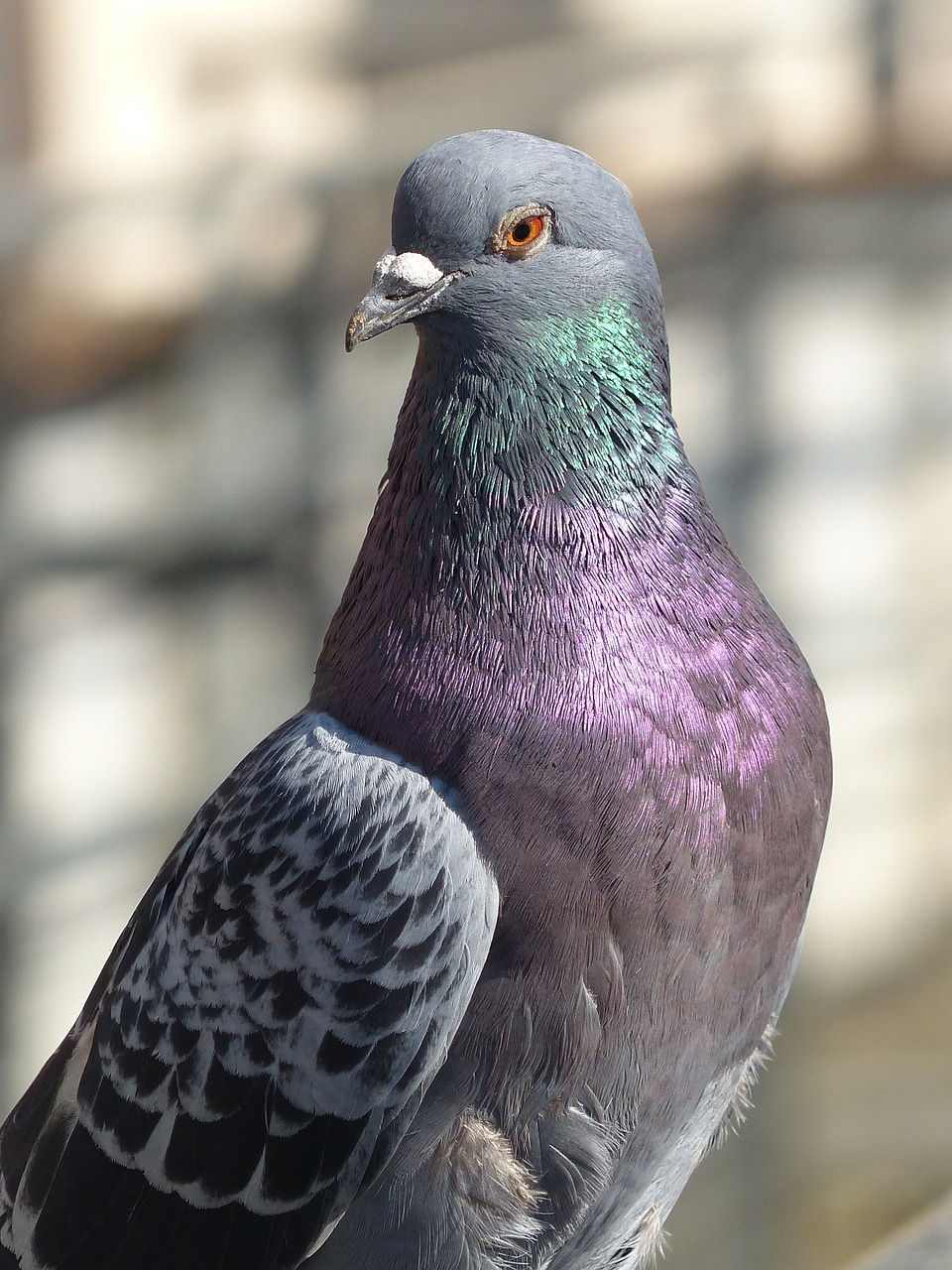 bird pigeon fauna free photo
