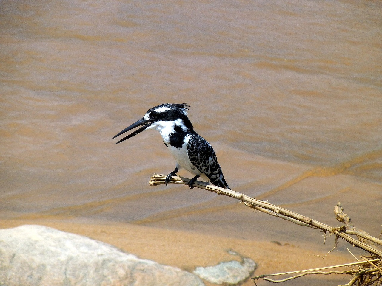 bird nature little bird free photo