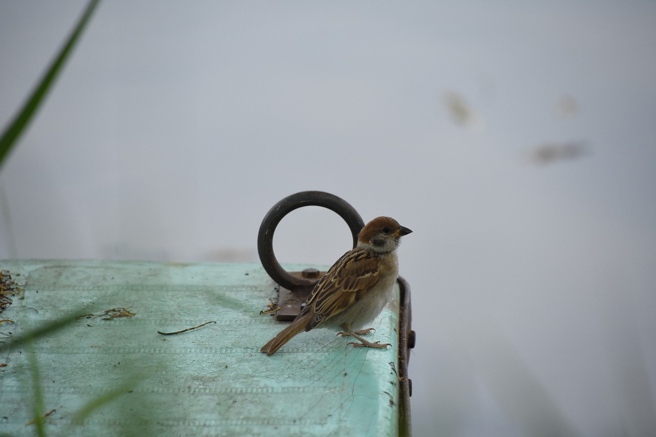 bird birds close-up free photo