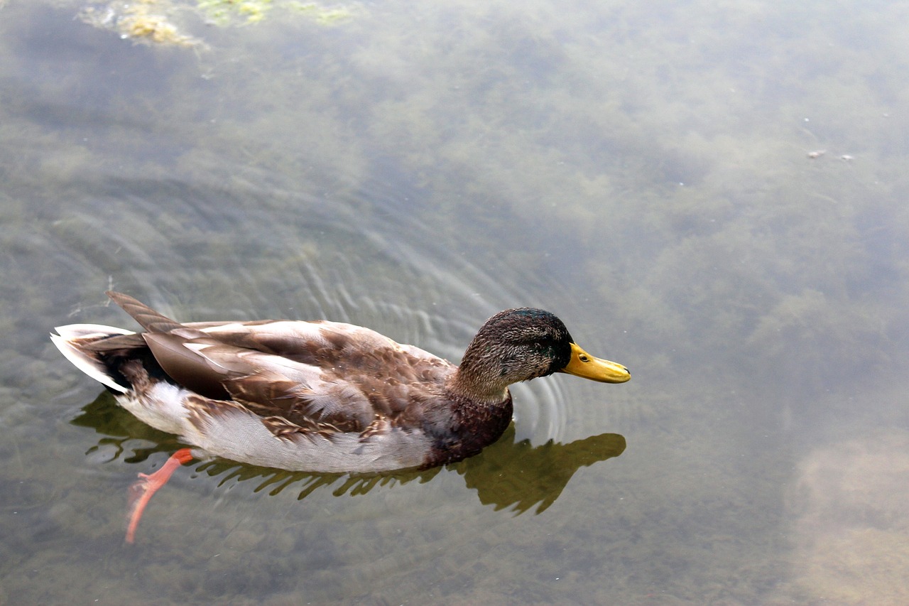 bird mallard duck wild birds free photo