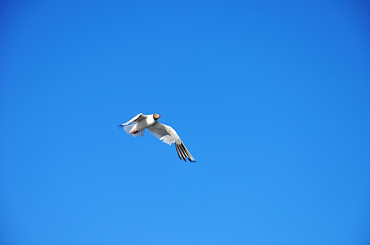 bird sky blue free photo