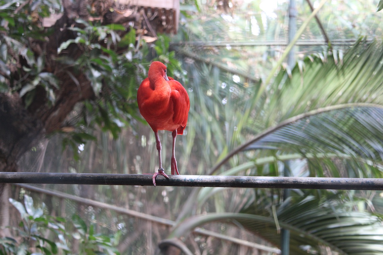 bird nature red free photo