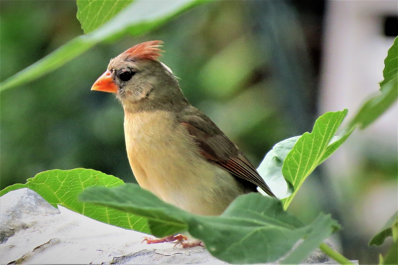 bird colorful wildlife free photo