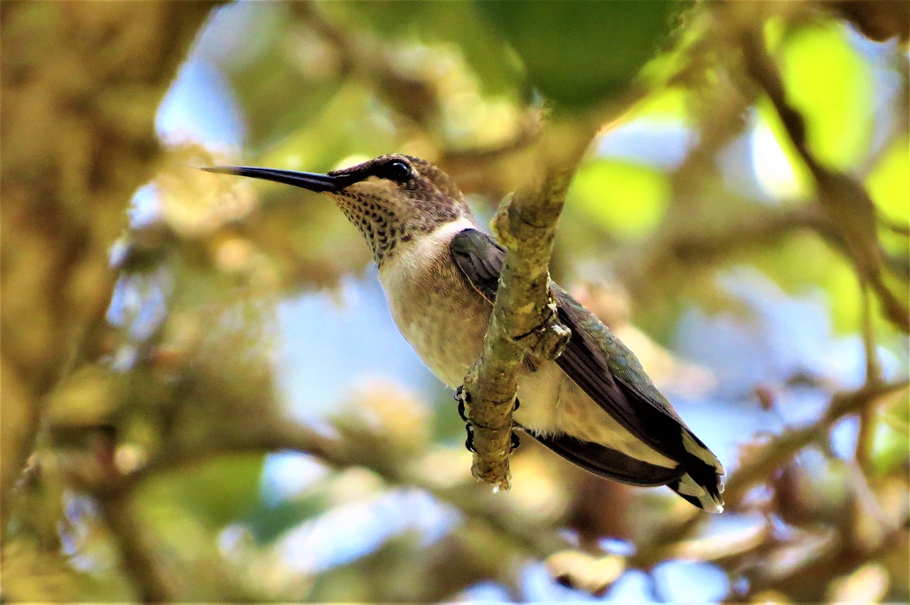 bird tree close up free photo