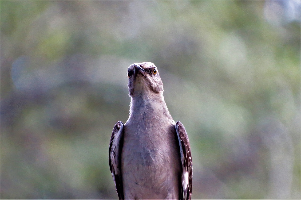 bird mocking bird songbird free photo