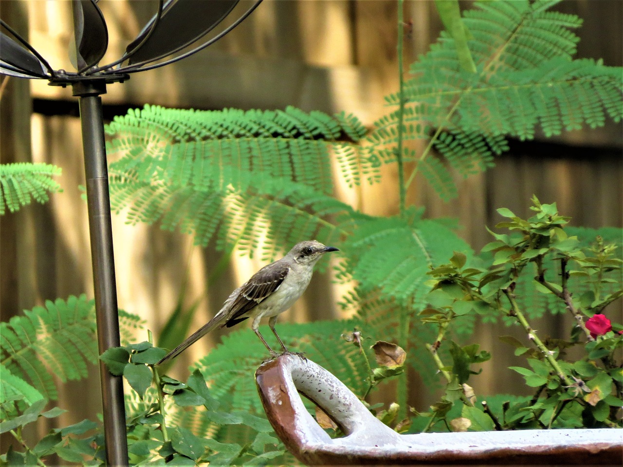 bird song bird natural free photo