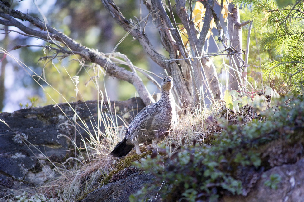 bird grouse hunting free photo