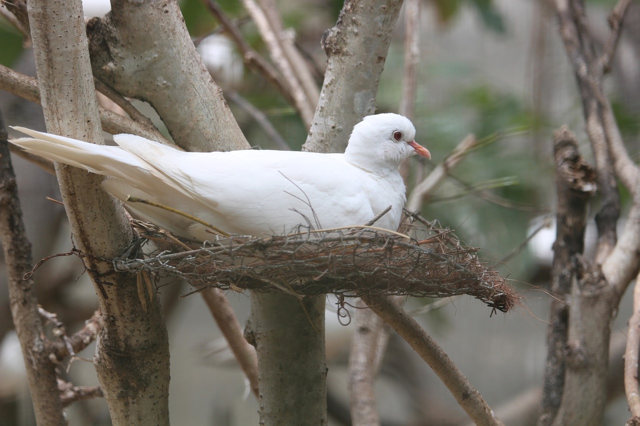 bird wildlife nature free photo