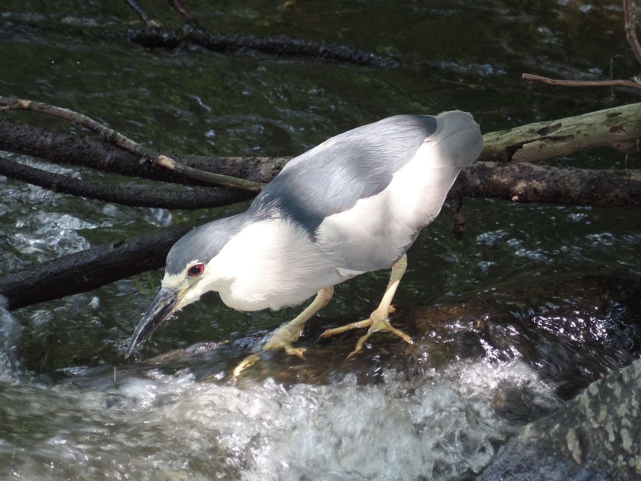 bird hiboreau grey nature free photo