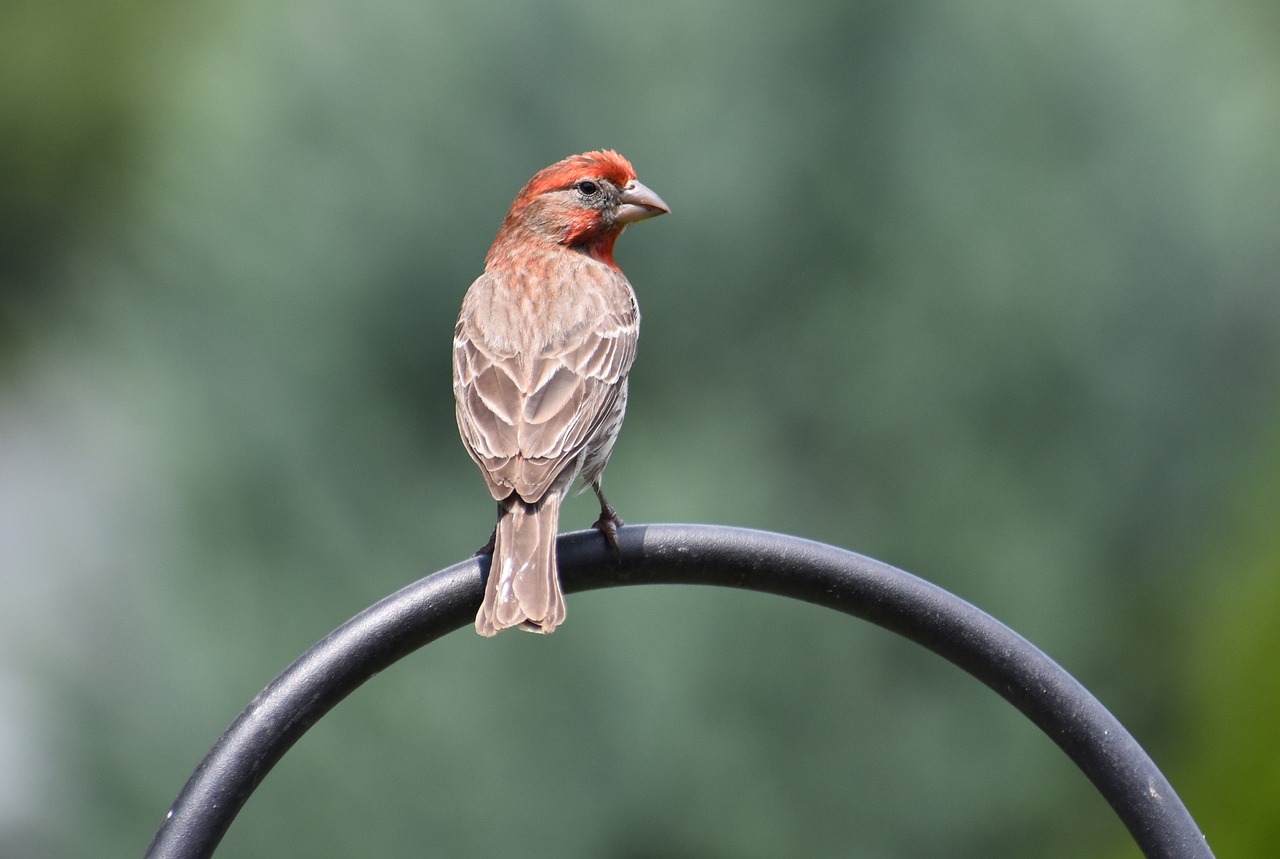 bird sparrow male sparrow free photo