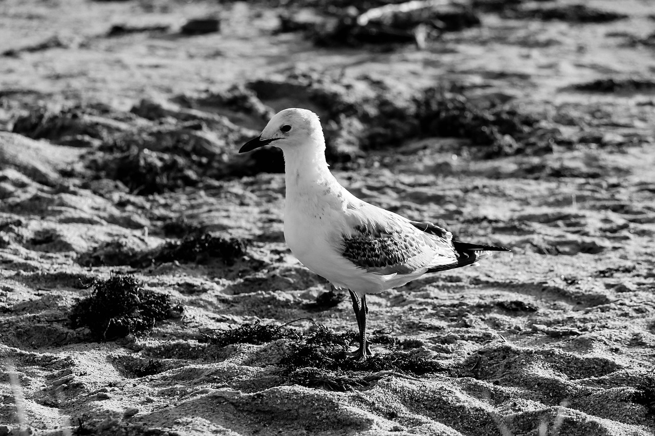 bird beach seagull free photo