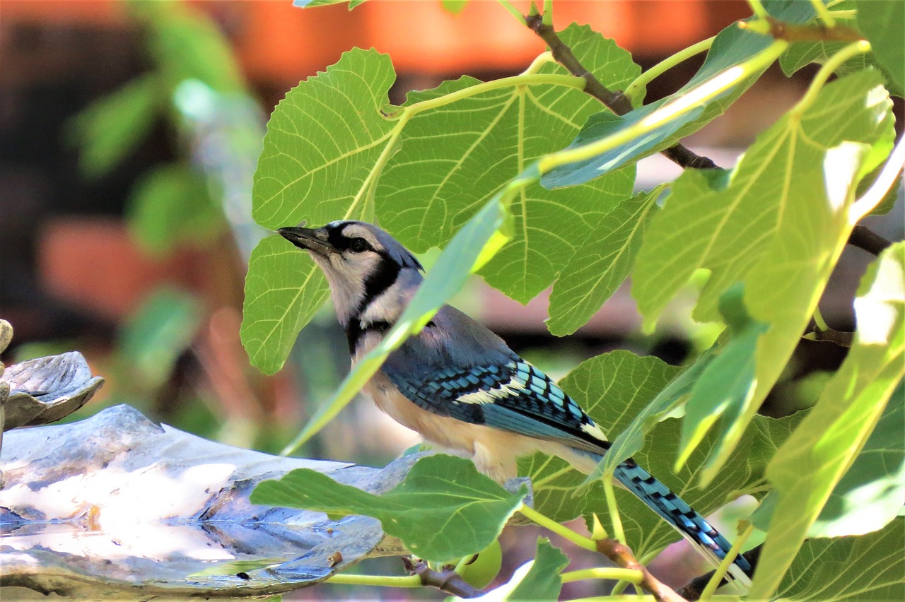 bird blue and white blue jay free photo