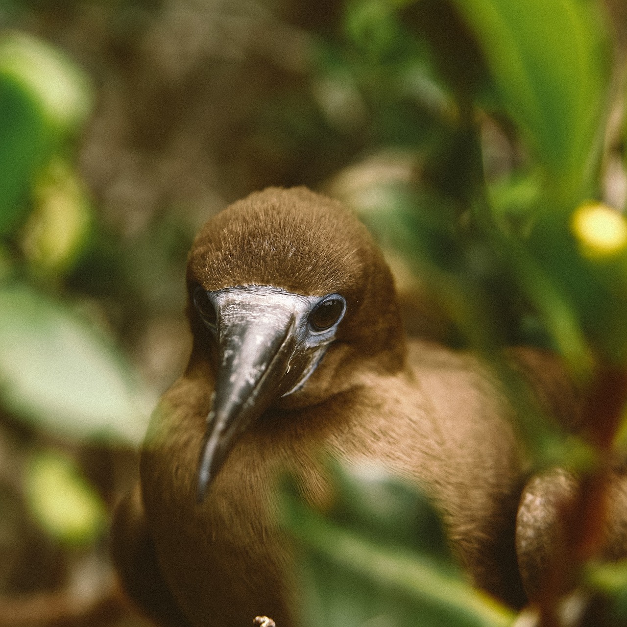 bird animal branch free photo