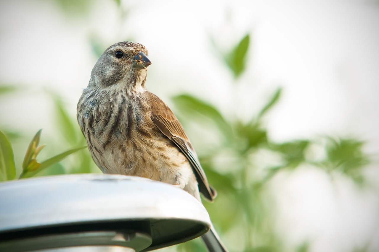 bird birds songbird free photo