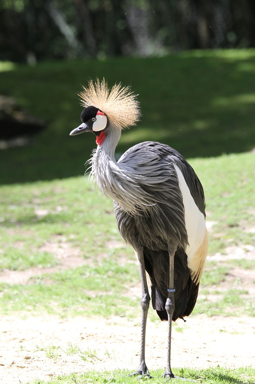 bird zoo creature free photo