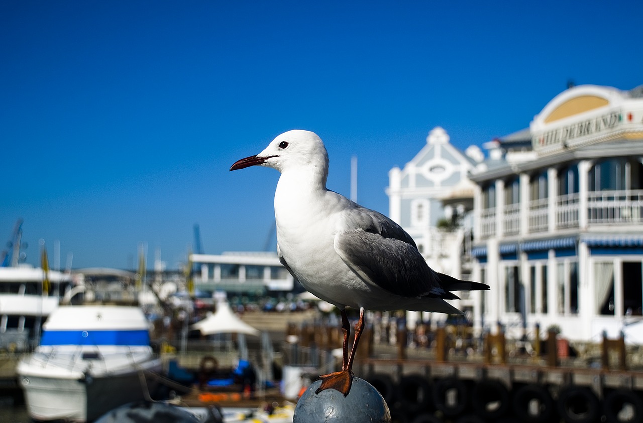 bird blue sky free photo