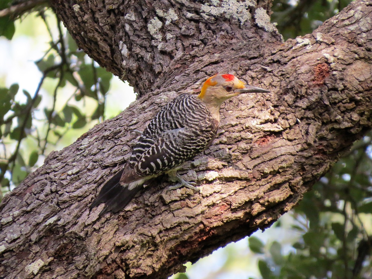 bird colorful woodpecker free photo