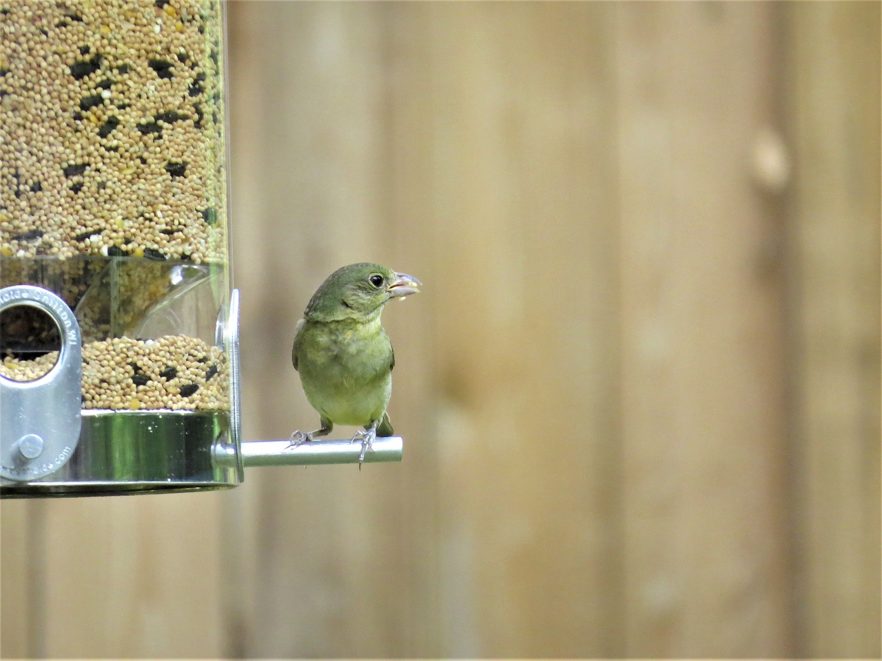 bird cute yellow tan free photo