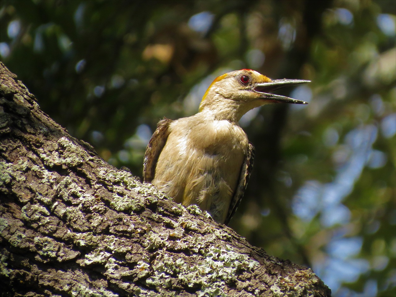 bird wildlife colorful free photo