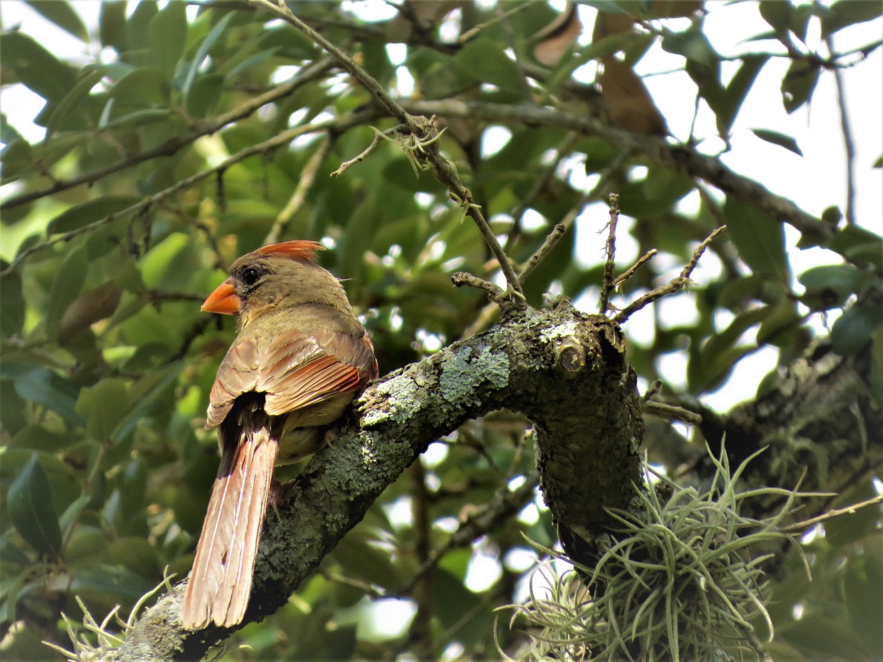 bird tree wildlife free photo