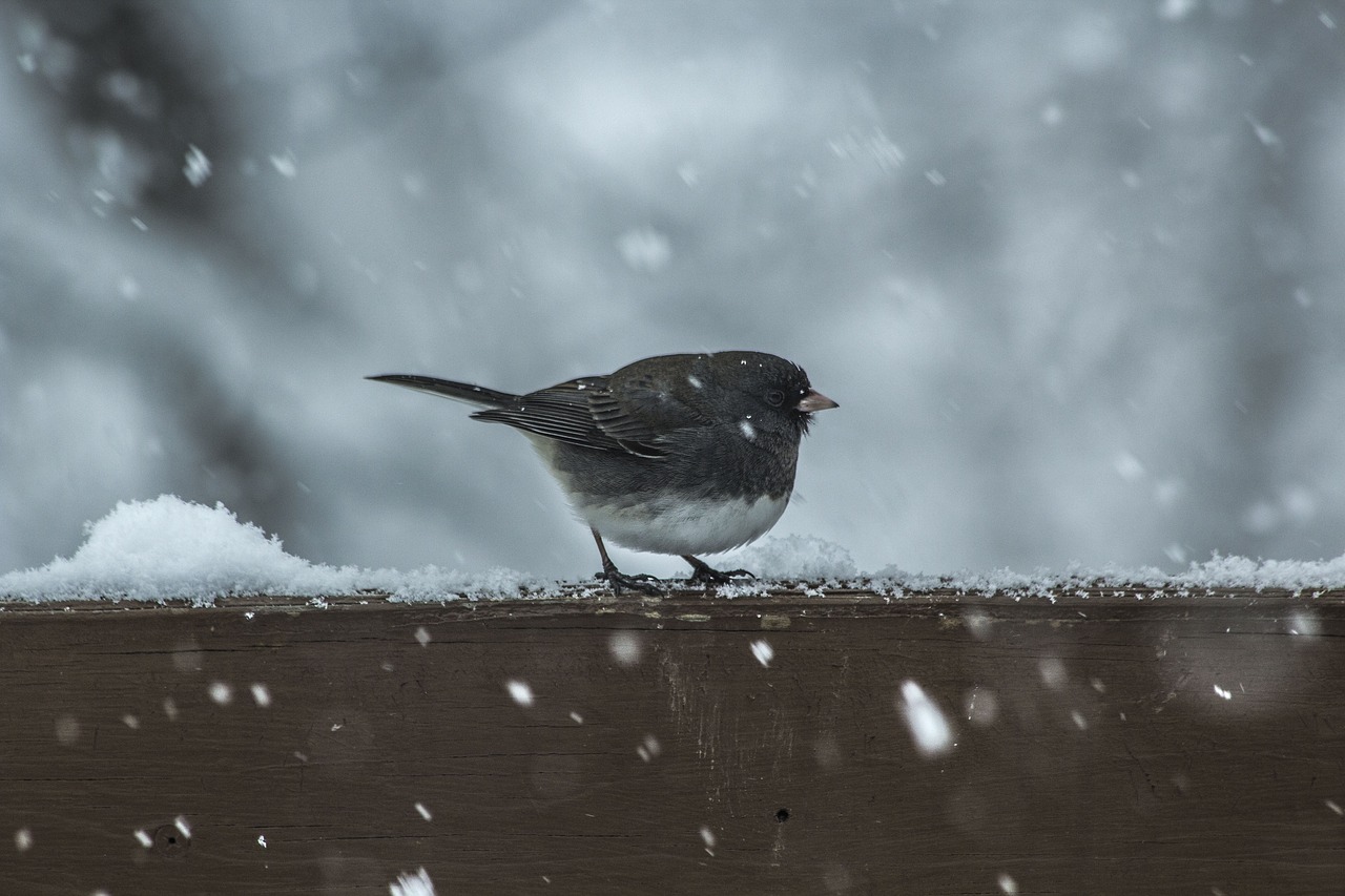 bird animal wood free photo