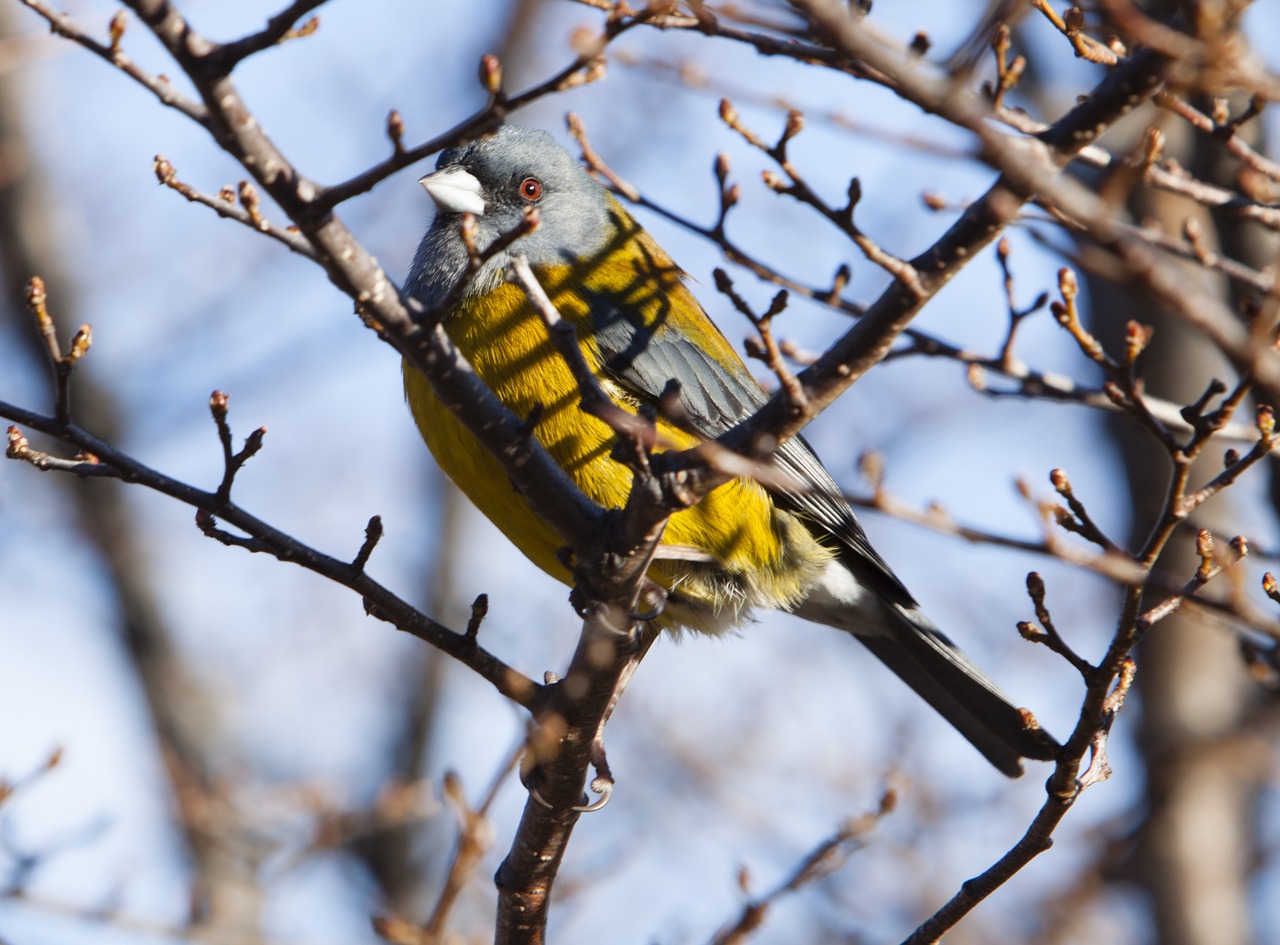 bird nature birds free photo