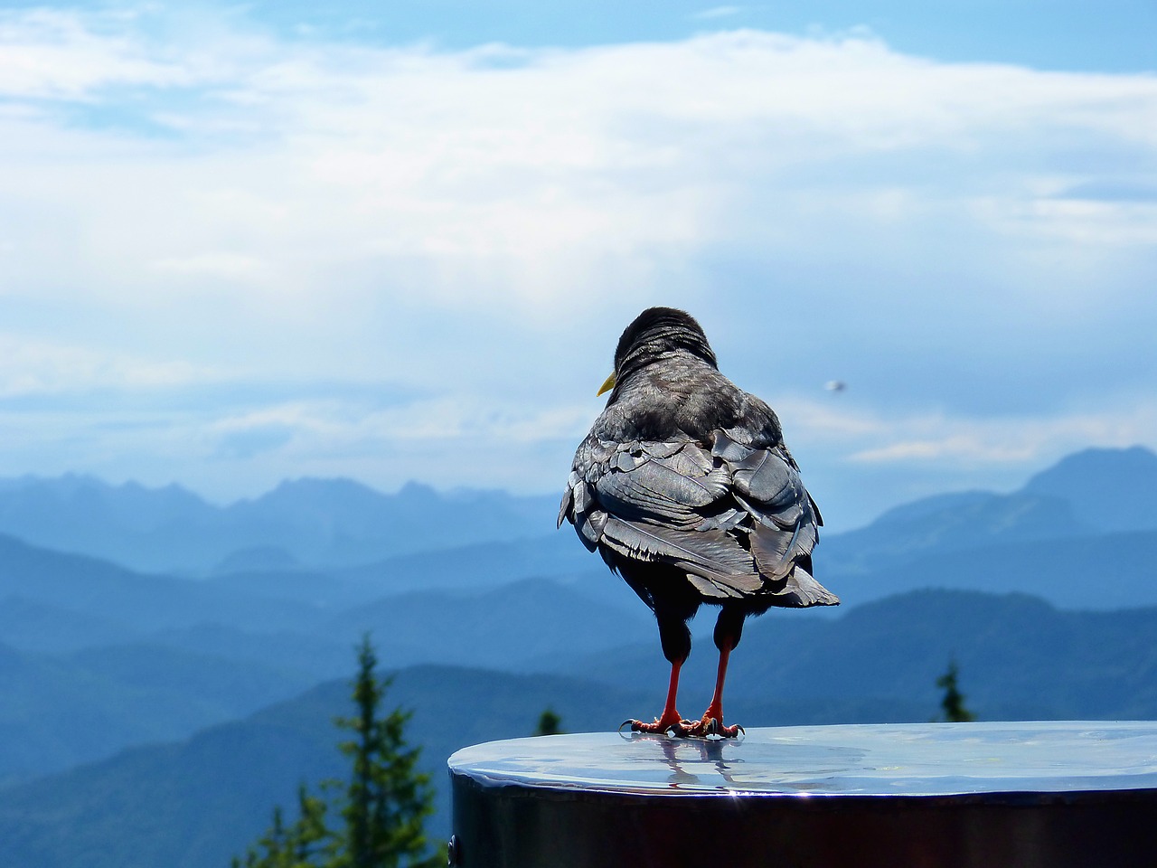 bird landscape sky free photo