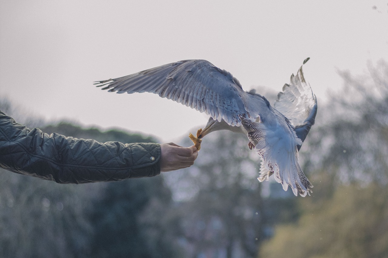 bird beak feather free photo