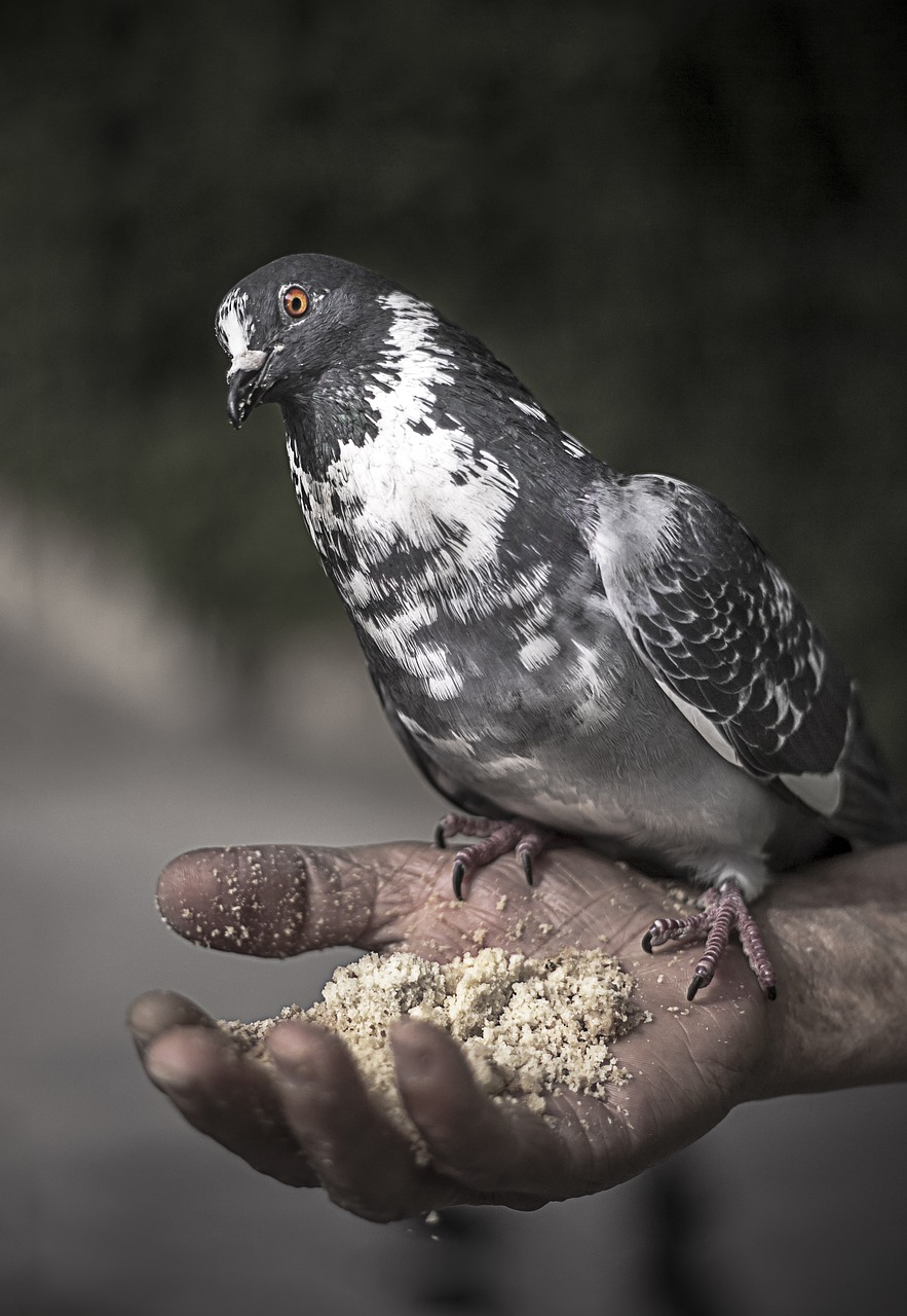 bird wing pigeon free photo