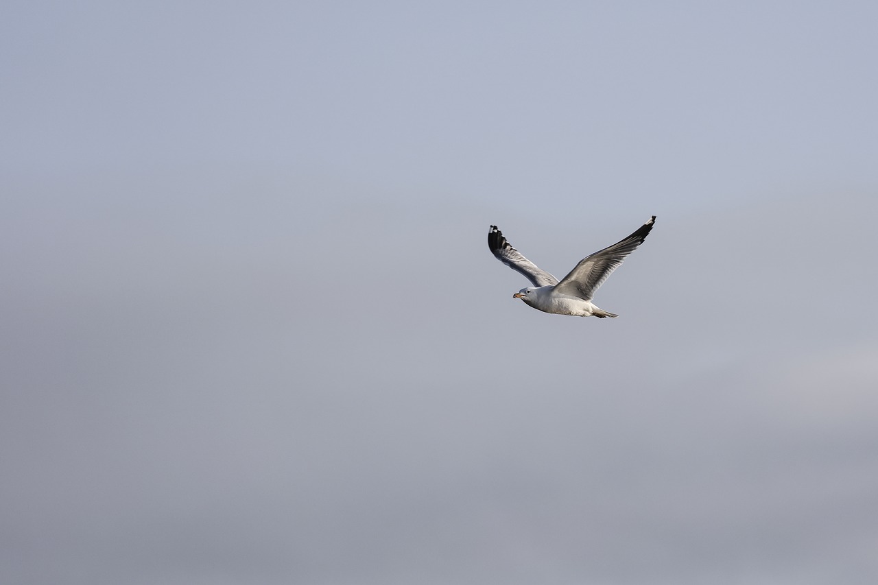 bird animal flying free photo