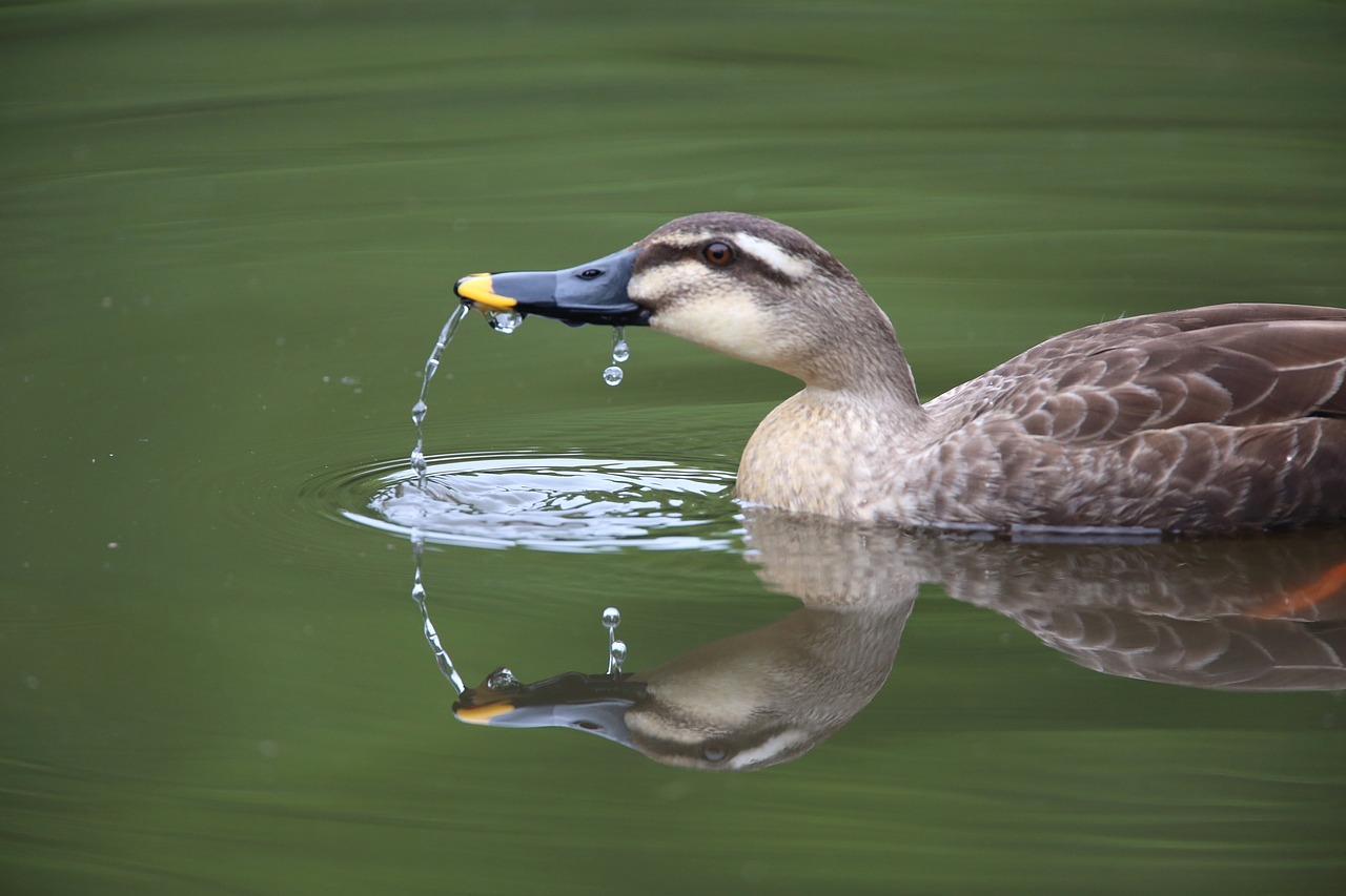 bird beak feather free photo