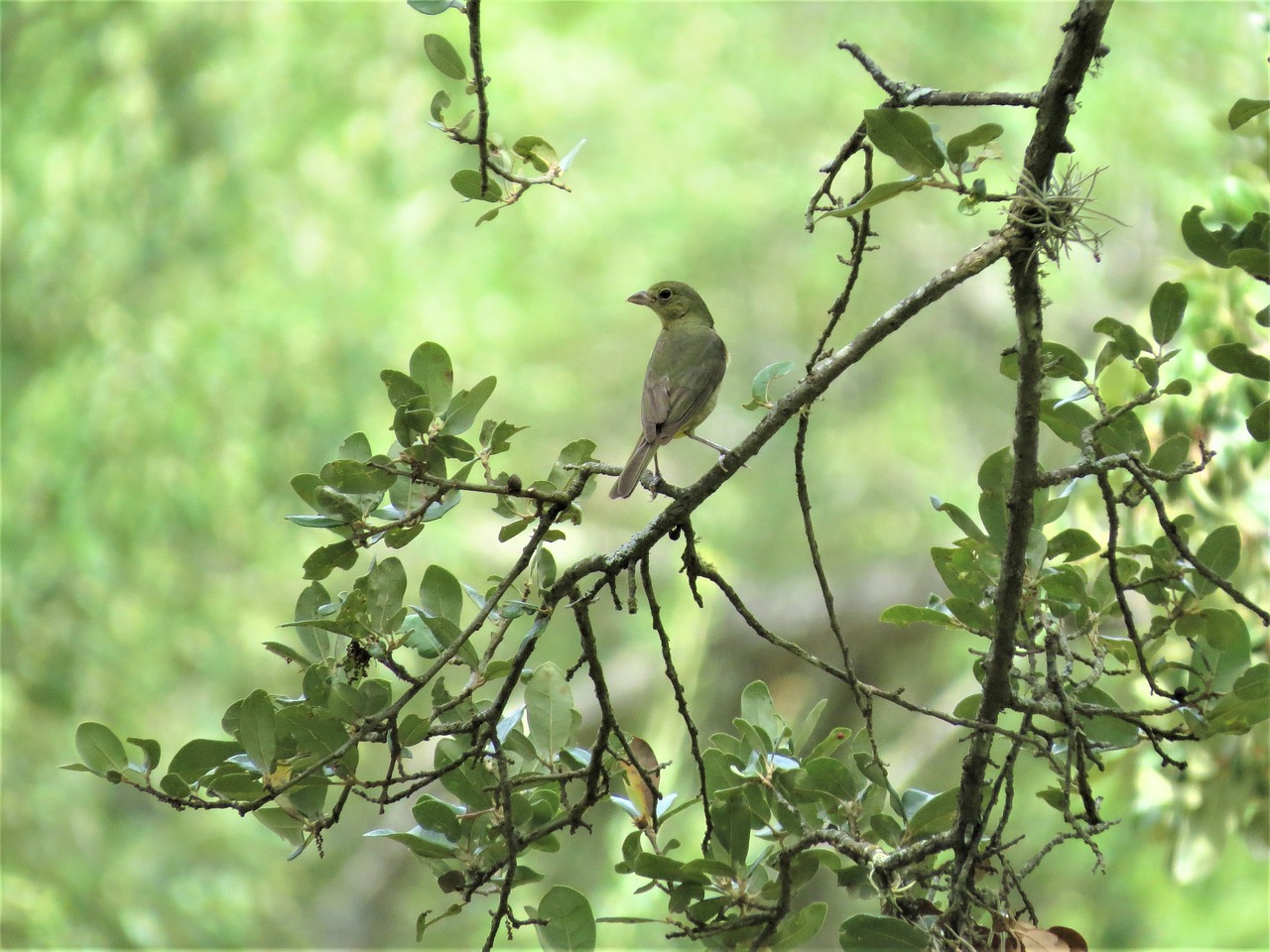 bird tree yellow free photo