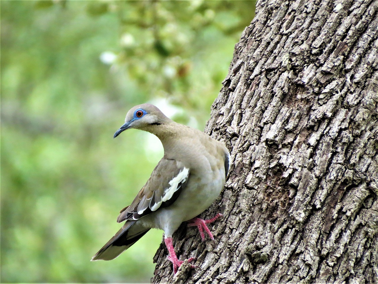 bird dove tree free photo