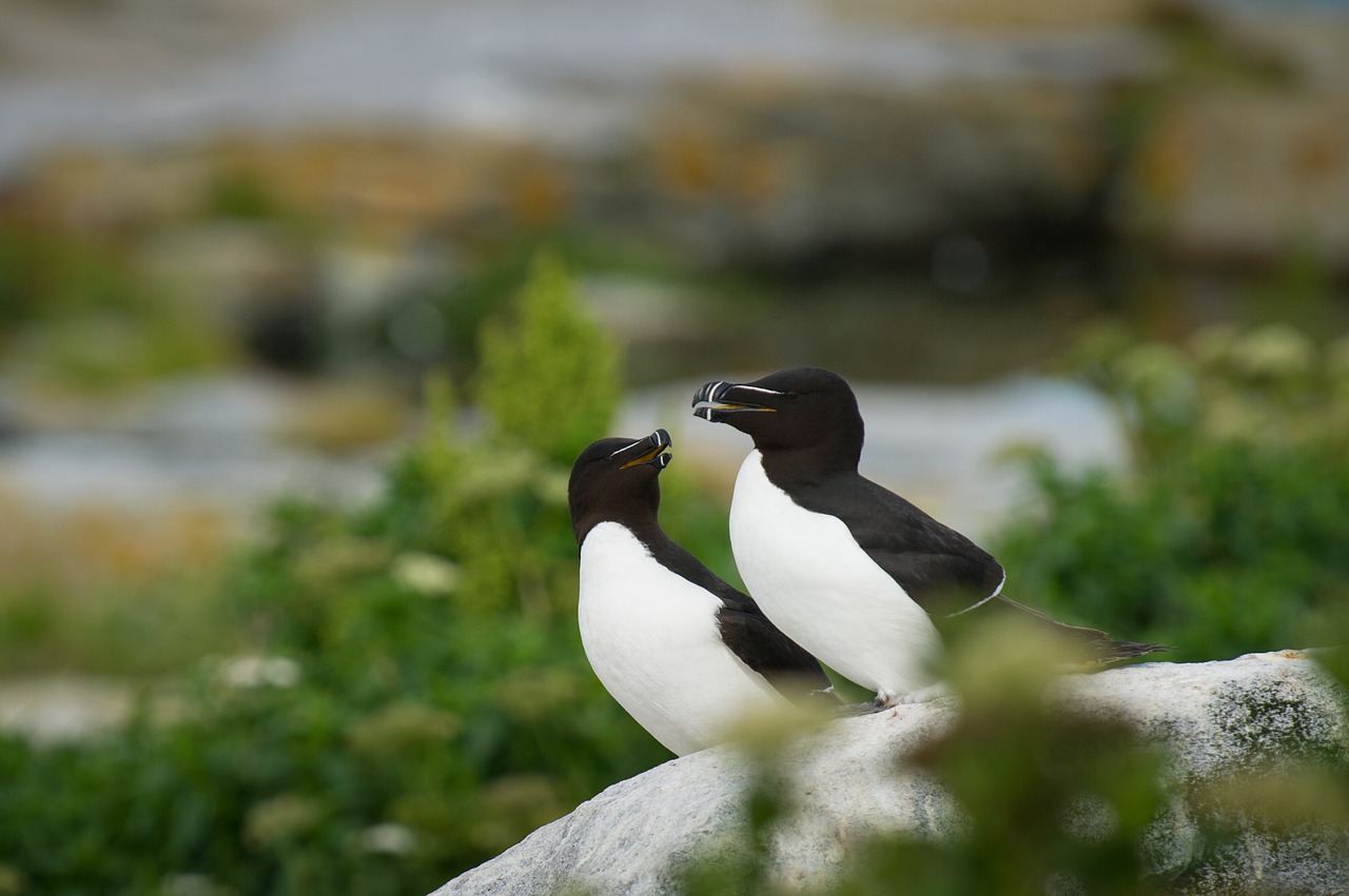 bird beak feather free photo