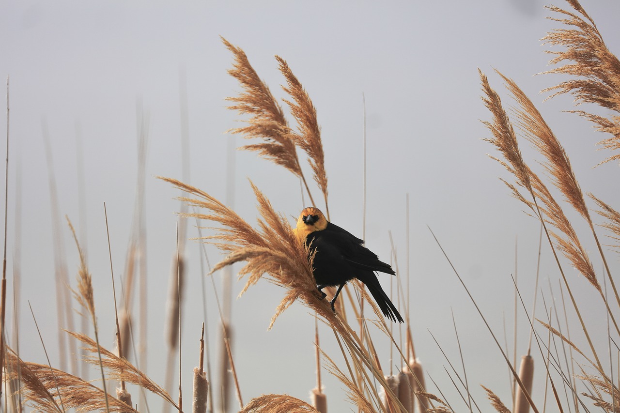 bird beak feather free photo