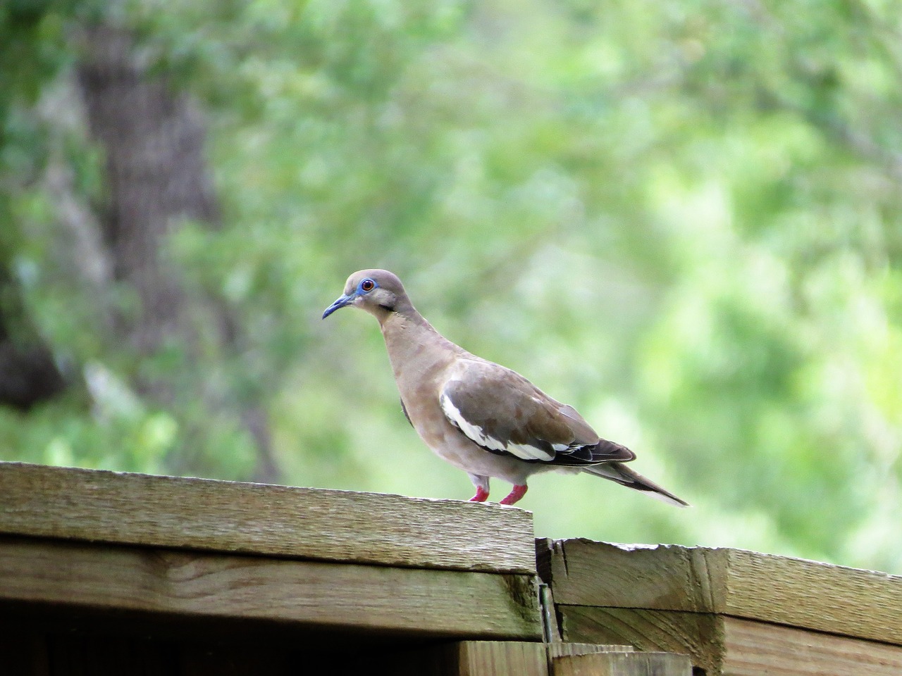 bird dove fence free photo