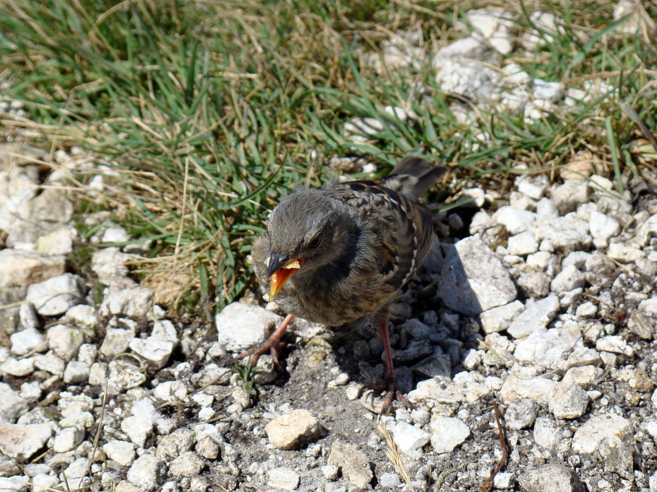 bird the sparrow little bird free photo