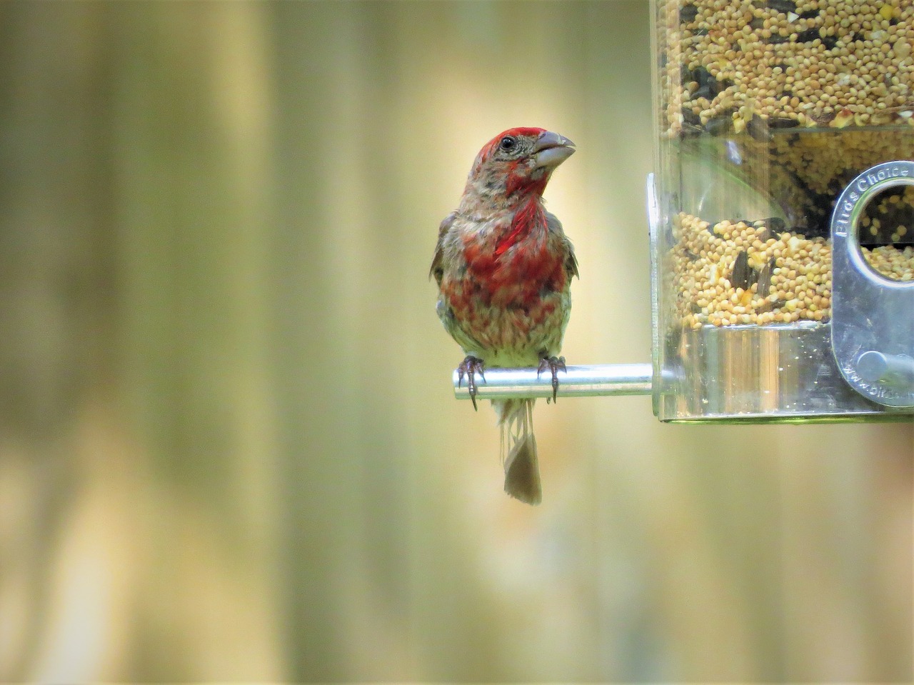 bird young colorful free photo