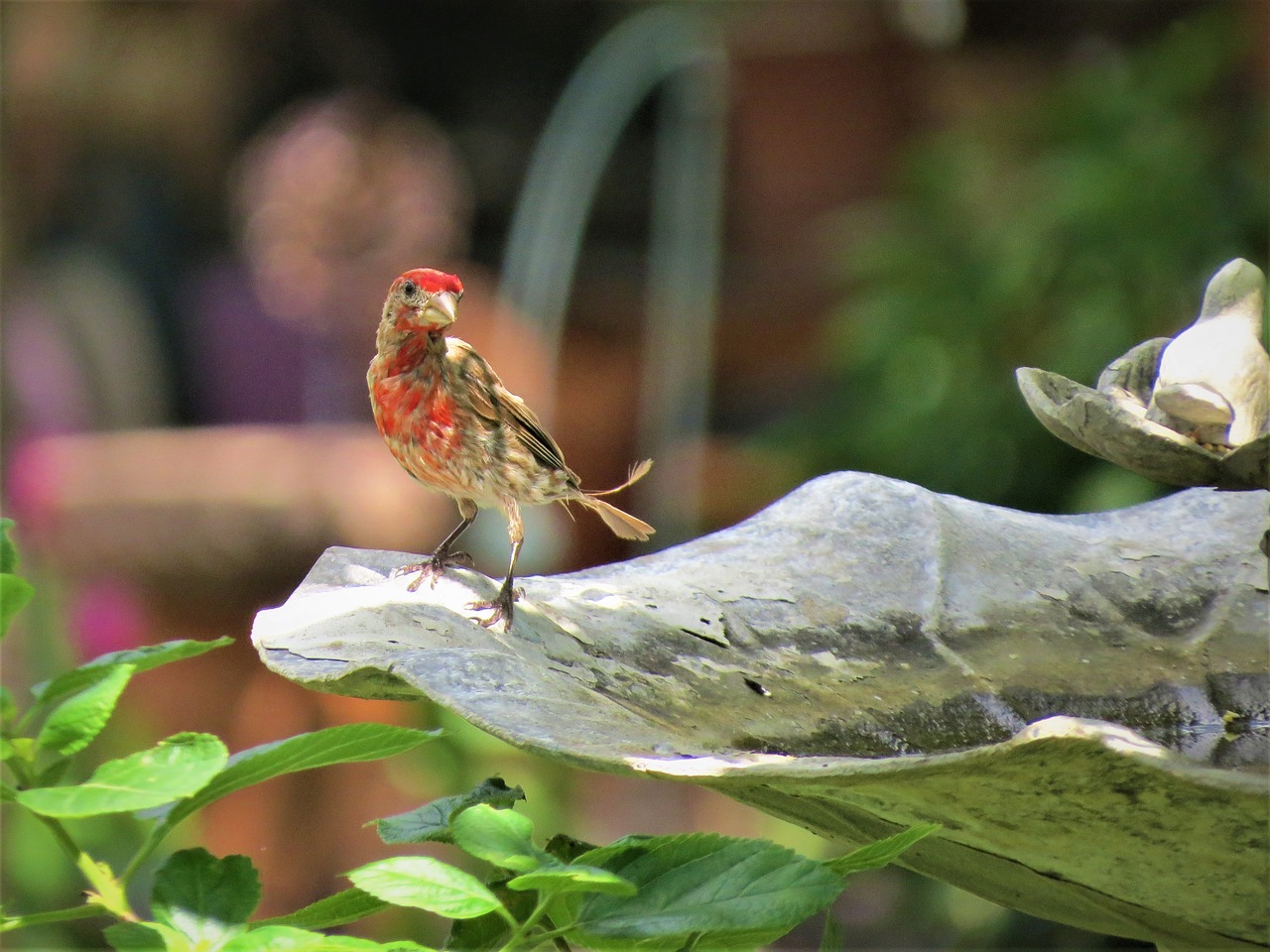 bird young colorful free photo