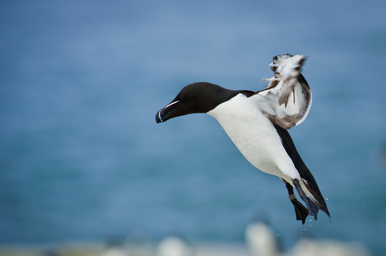 bird beak feather free photo