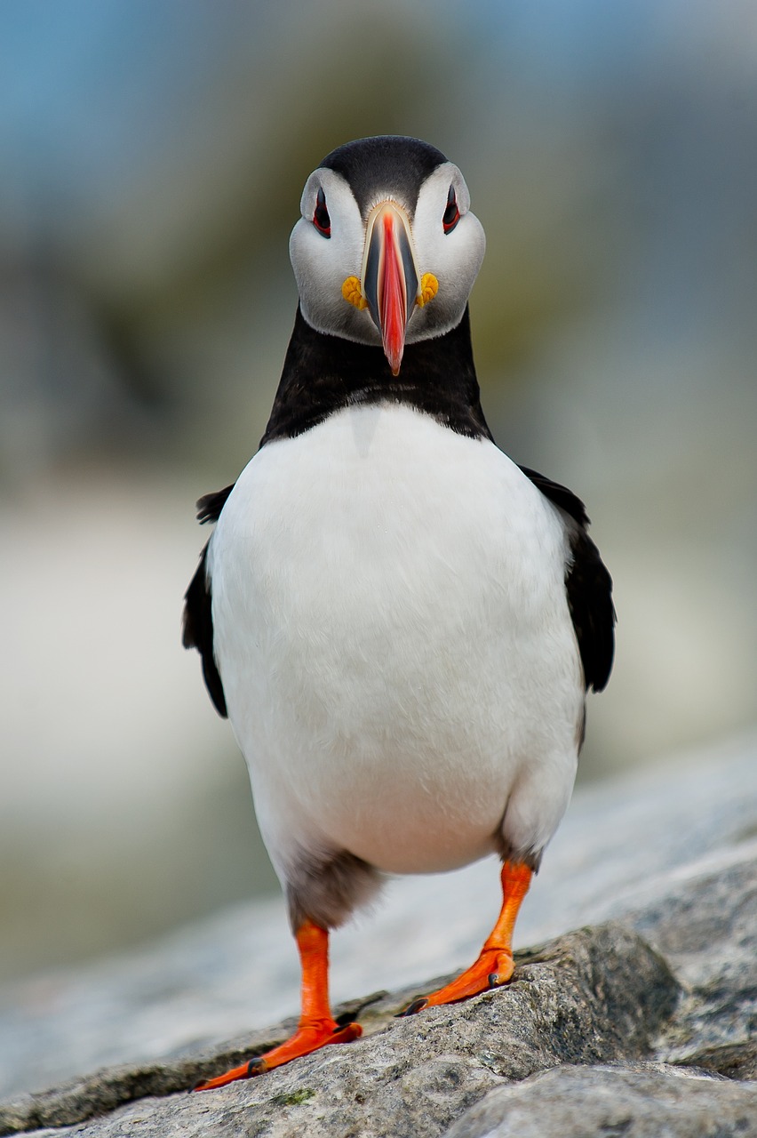 bird beak feather free photo