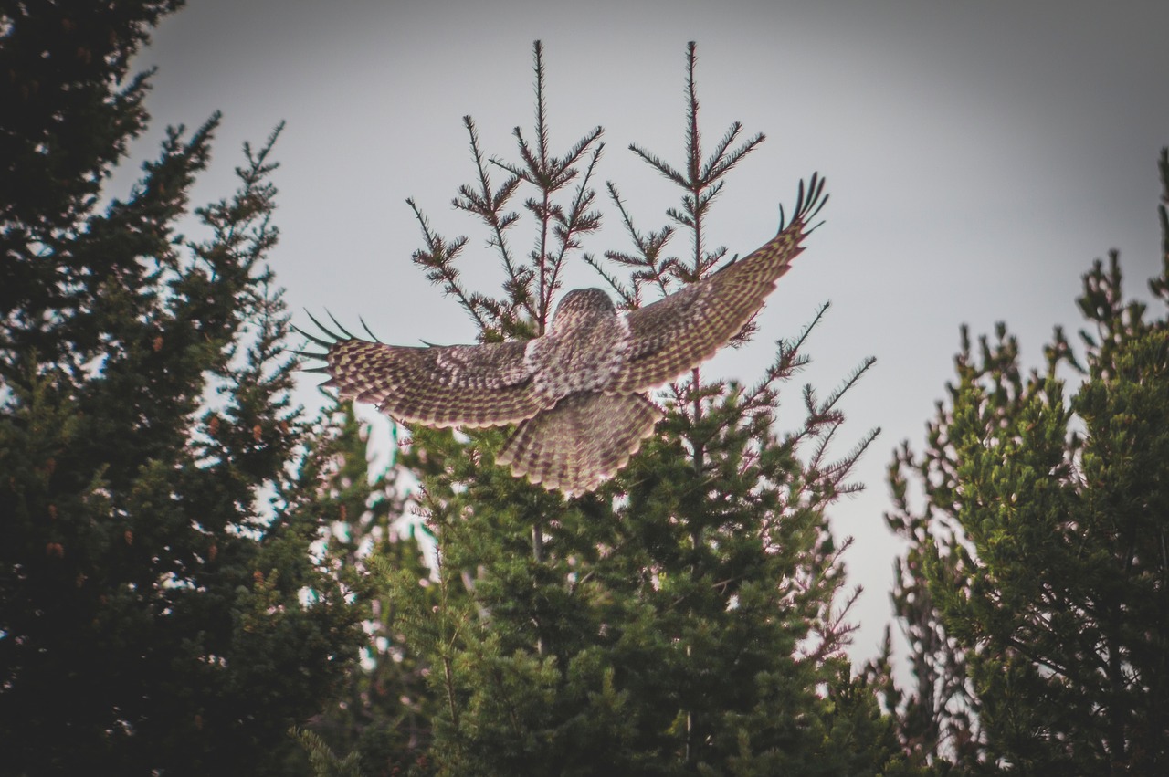 bird animal flying free photo