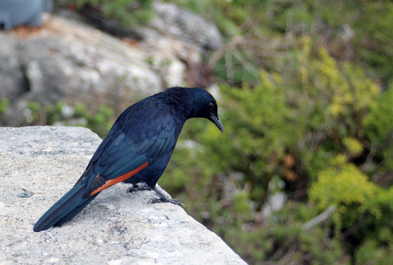 bird black plumage free photo